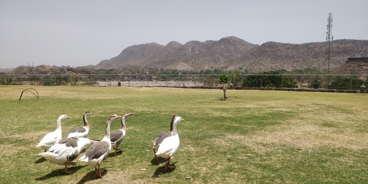 birds are enjoying the view