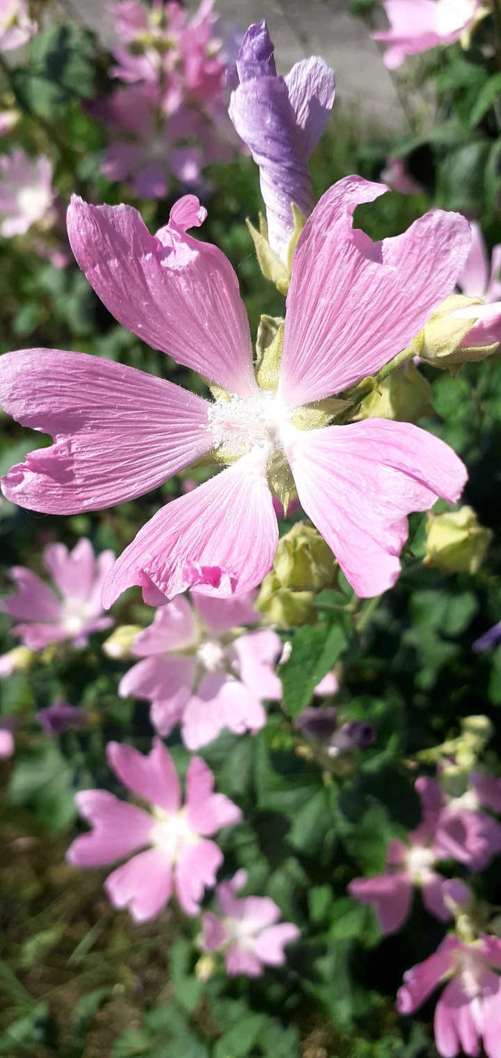 ❤flower❤