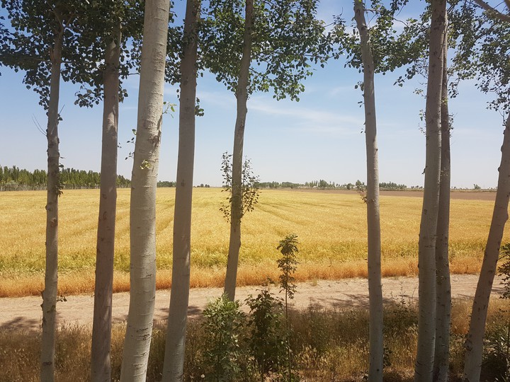 corn farm