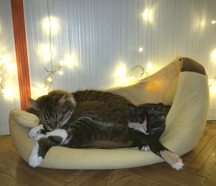 котики