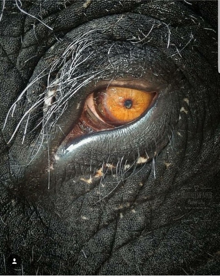 elephant eye
