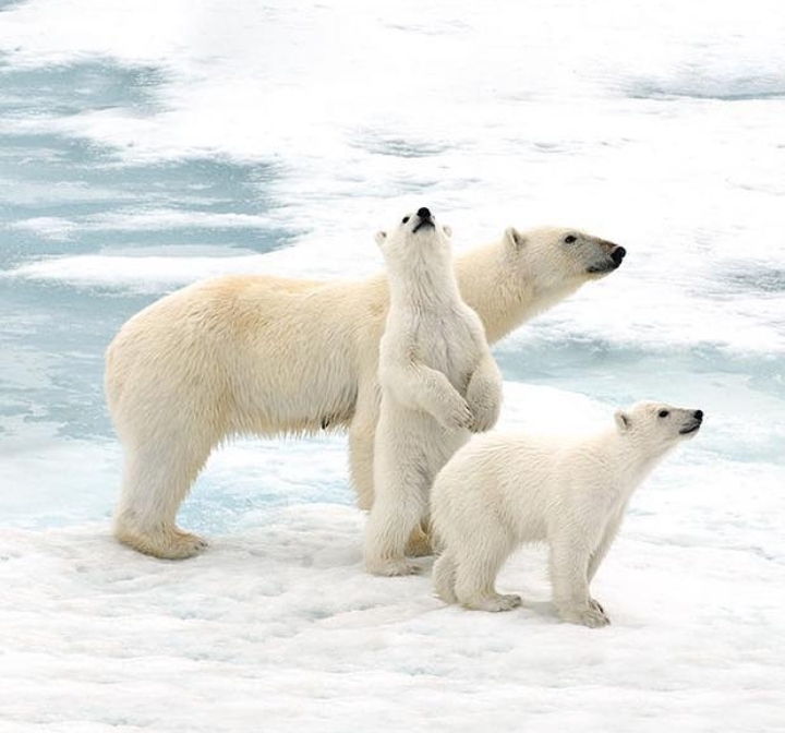 Polar Bear