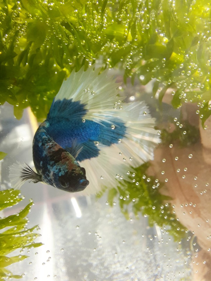 My fish Ciel