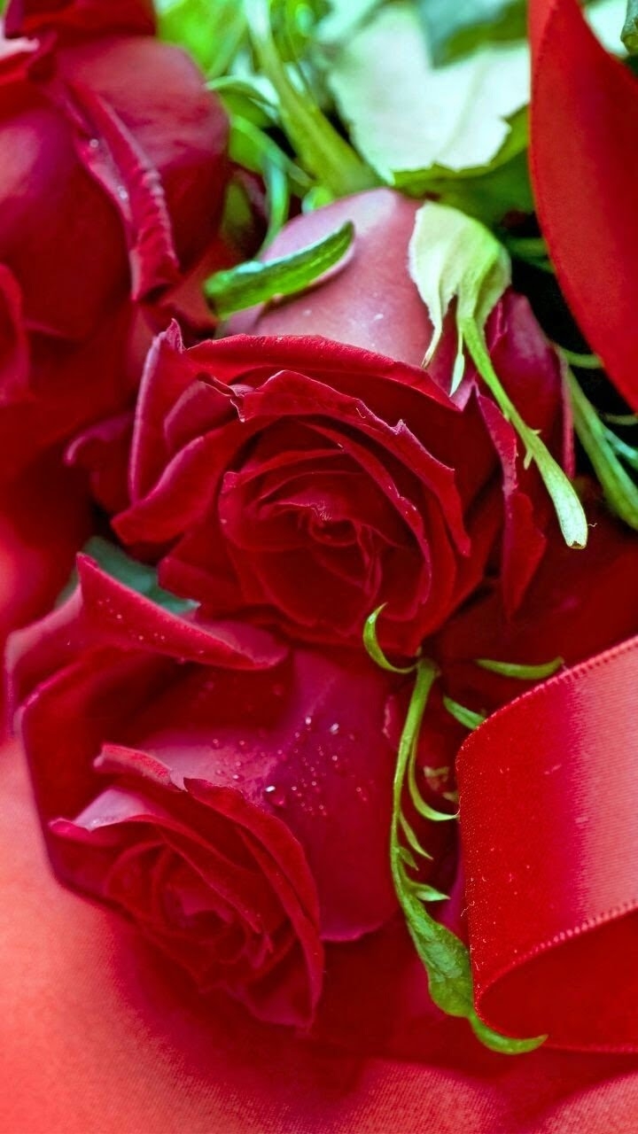 Rosas