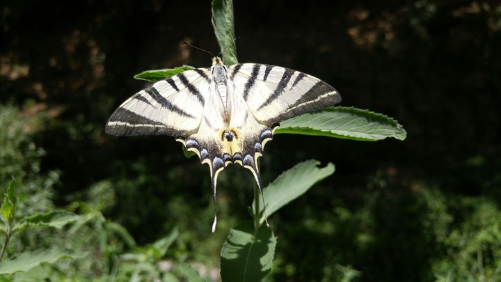 Royal butterfly
