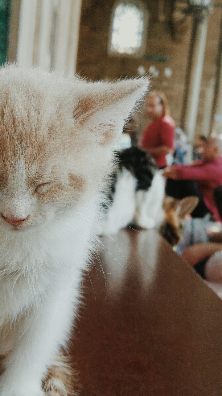 cat