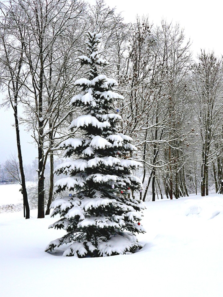 Fir tree in winter