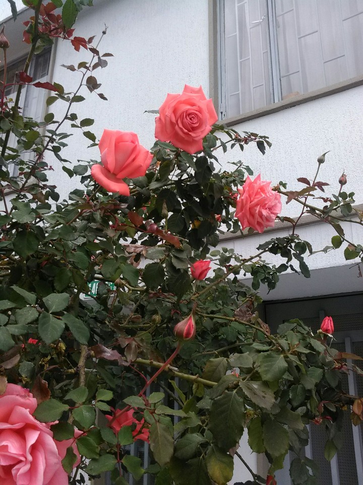Rosas de Ensueño