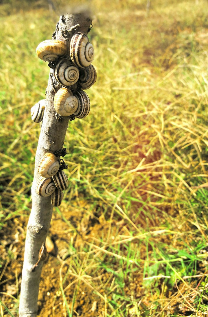 Snail