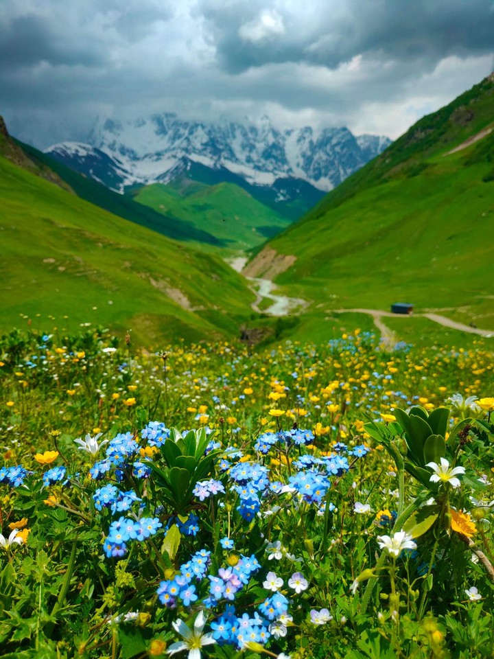 flowers in mountain