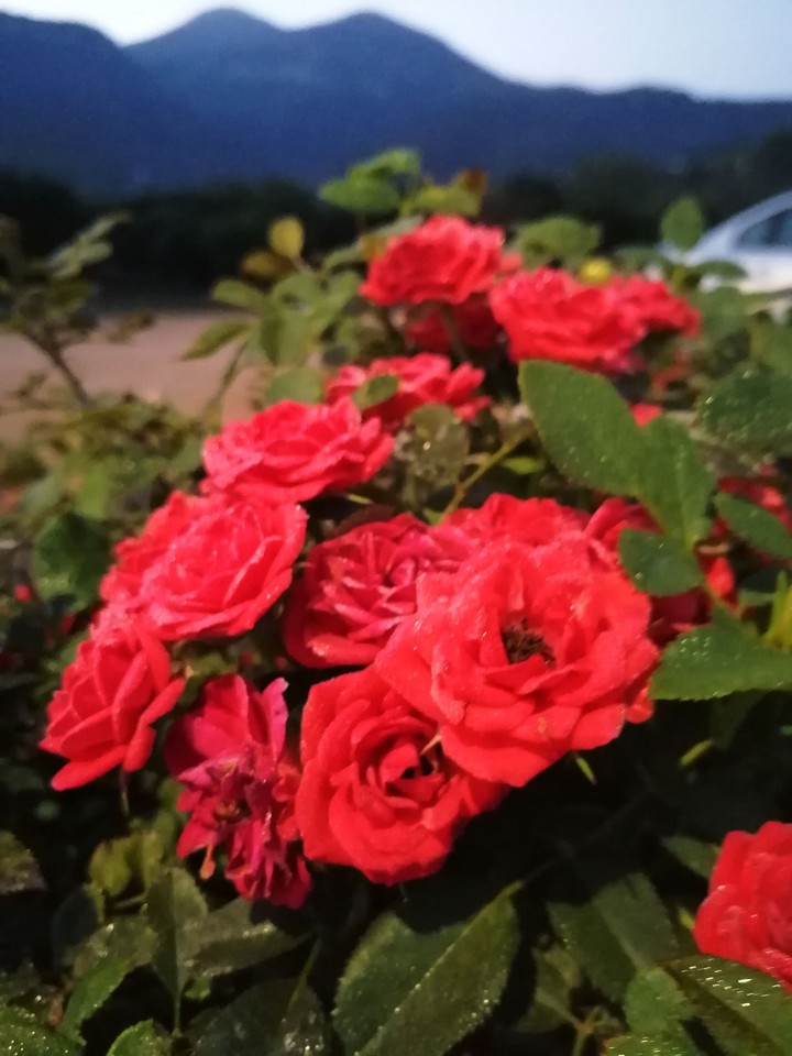 Red camellias