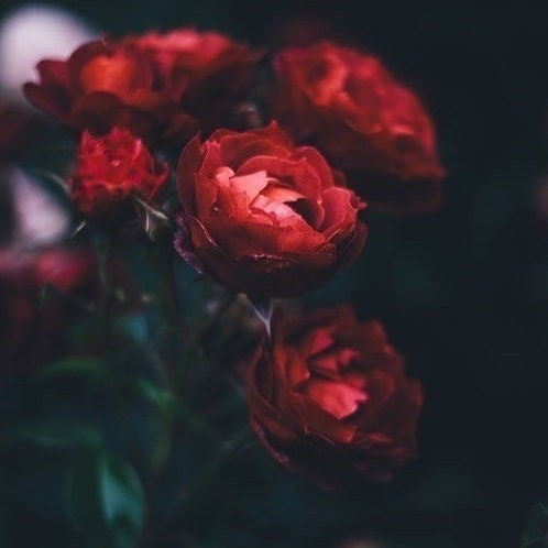 peonies