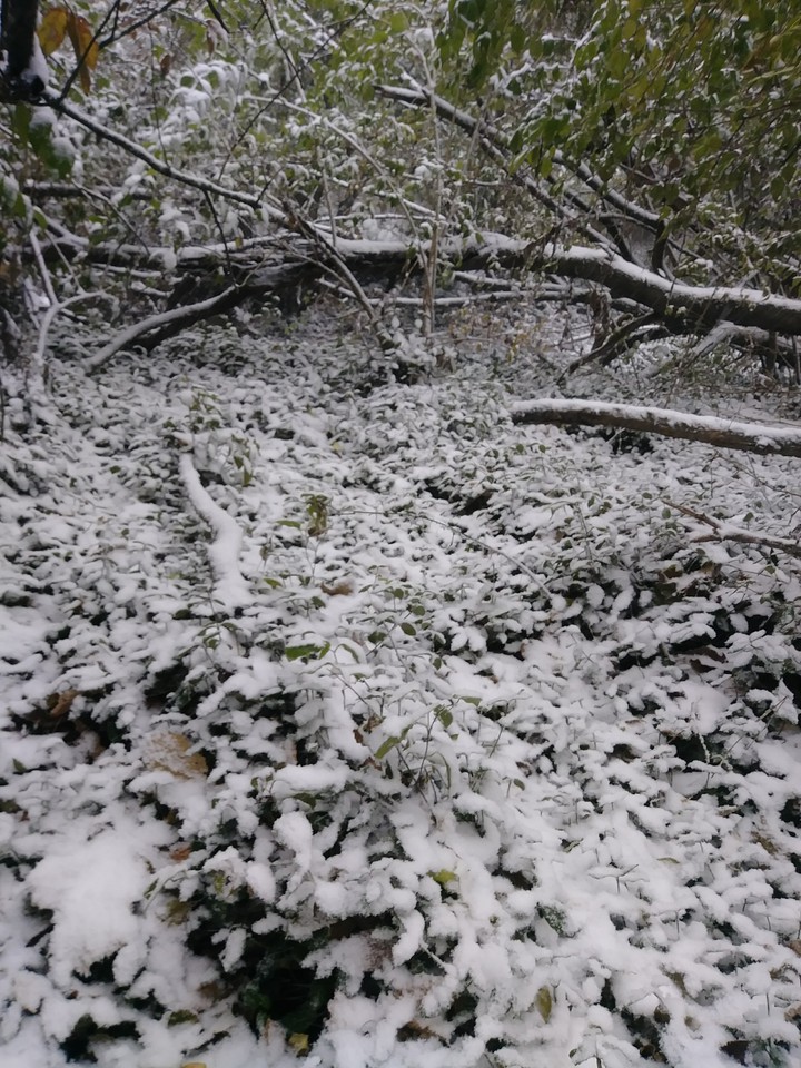 Winter Wonderland 2