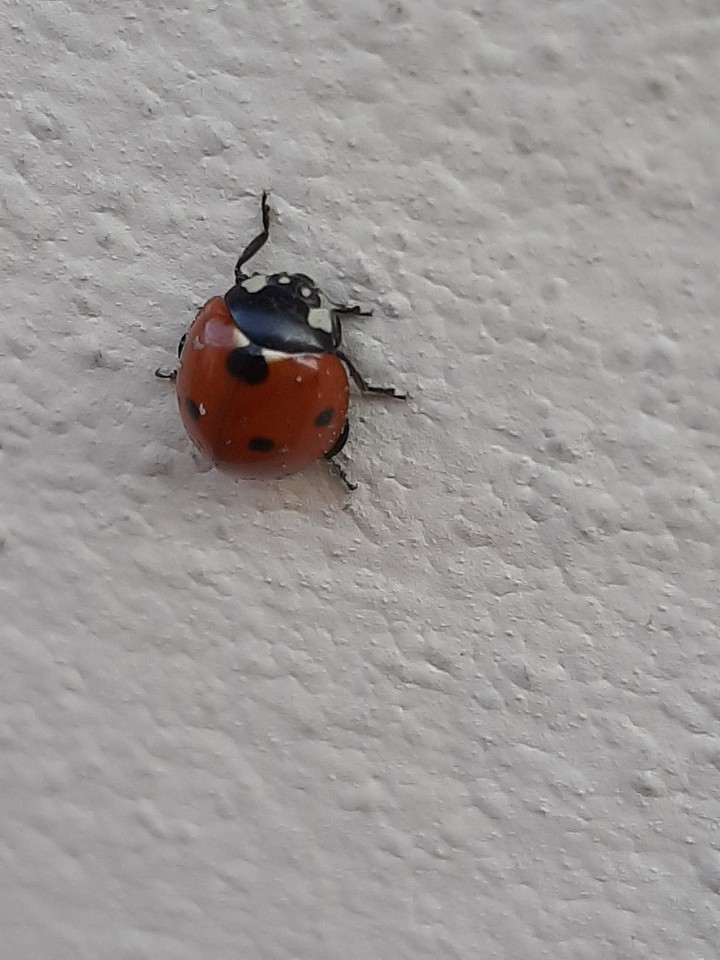 ladybug