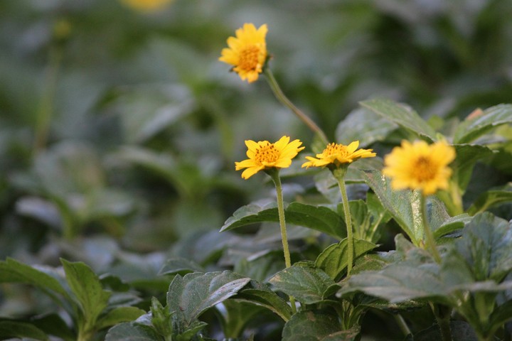 Yellow flowers.