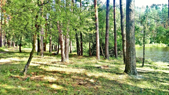 Красивый лес