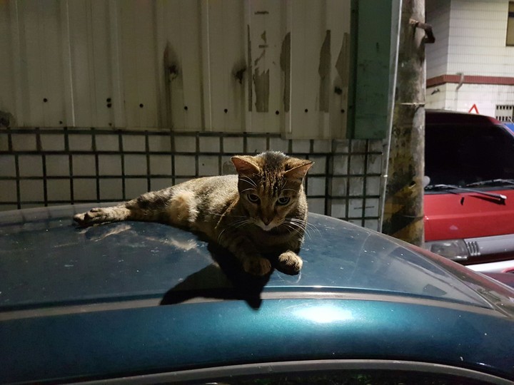 cat