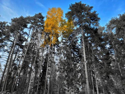 yellow tree