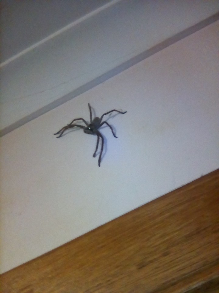 my tiny stalker..