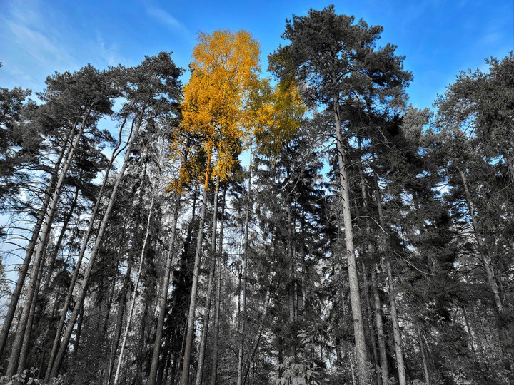 yellow tree