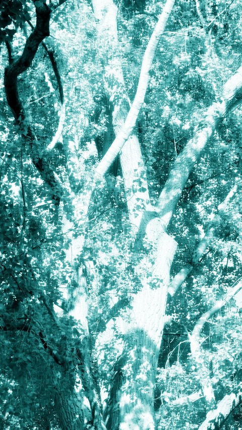 pattern, tree wallpapers
