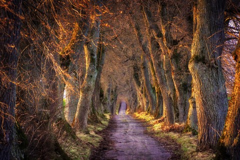 Beautiful path...