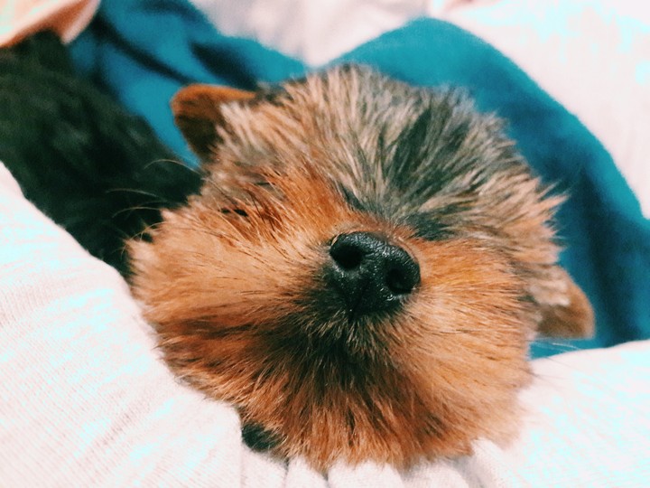 dog