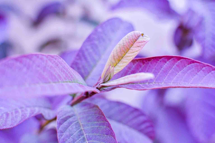 Leaves