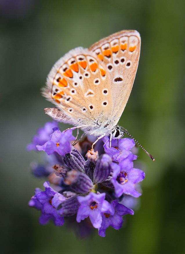 butterfly