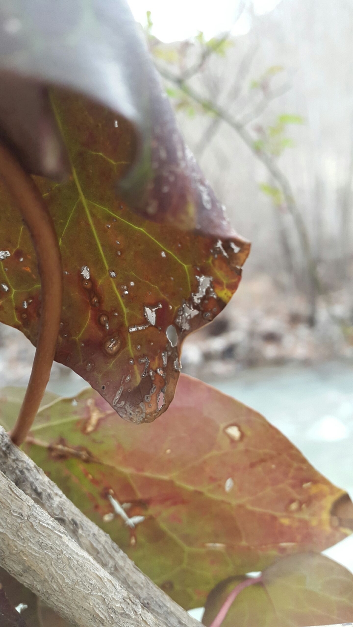 Leaves and river