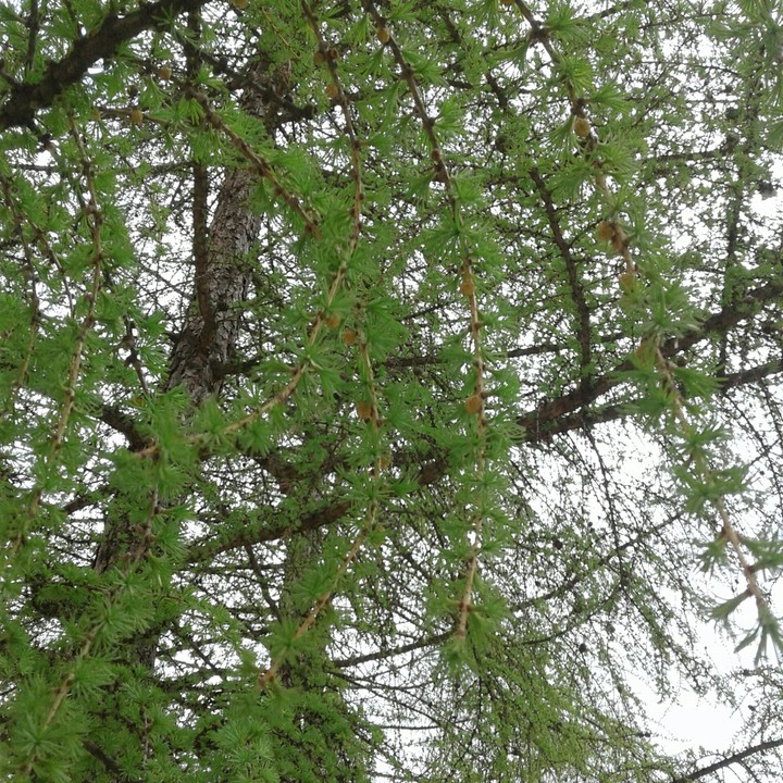 Ель