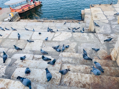 Pigeons