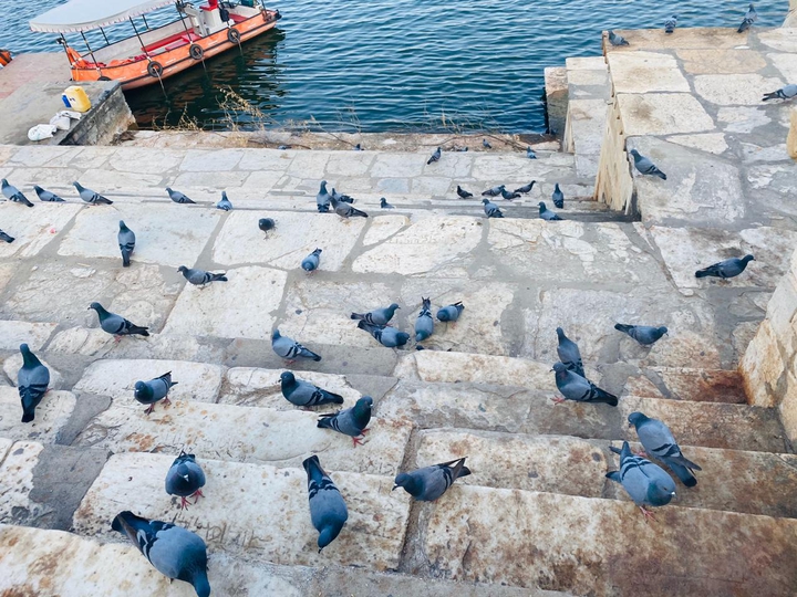 Pigeons