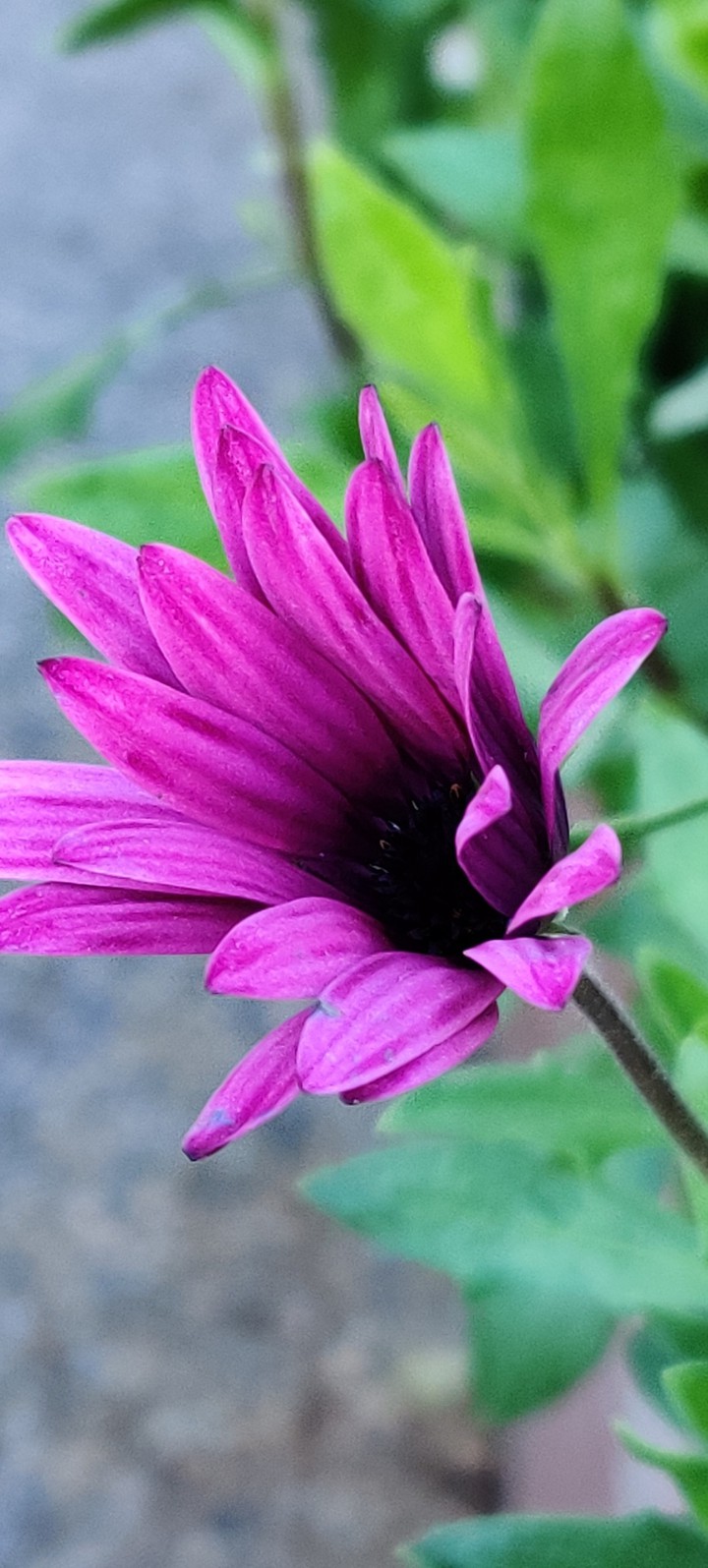Nice daisy