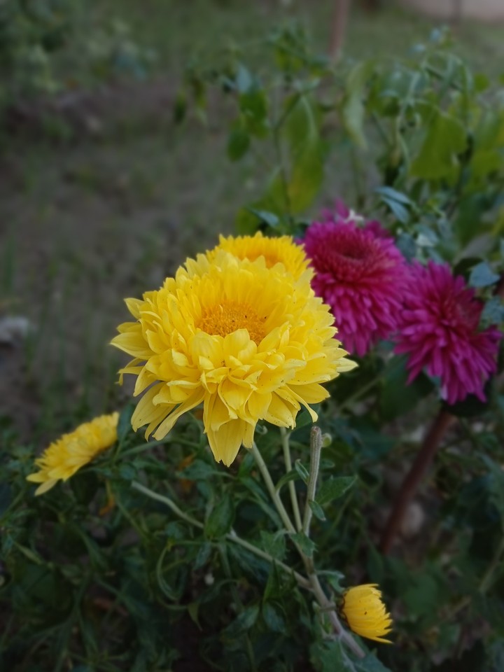 js photography