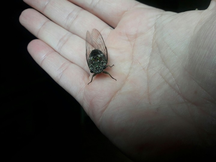 cicata