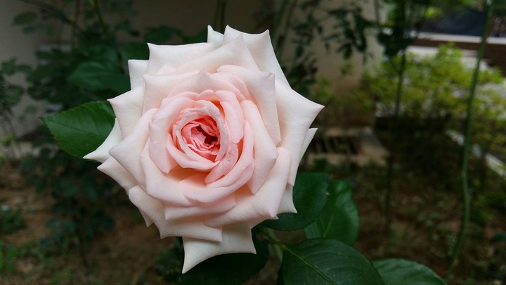 장미 한 송이