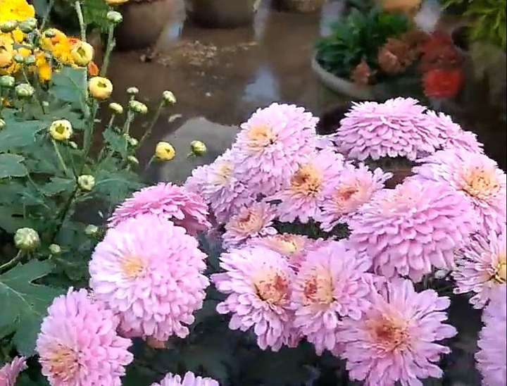 violet Chrysanthemum