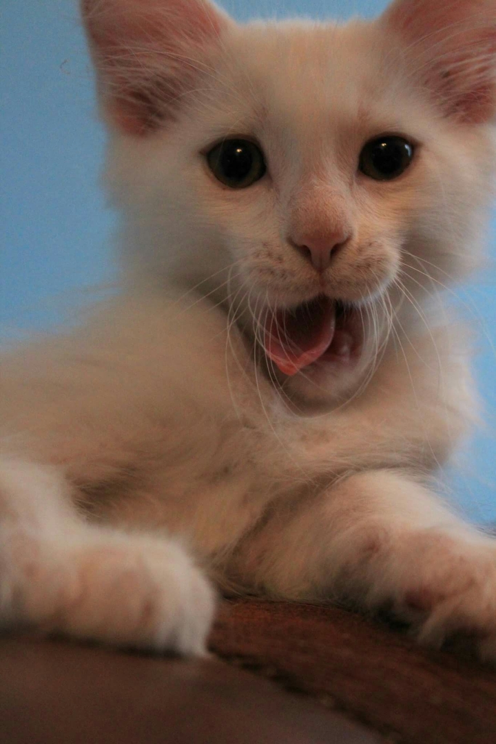 yawning cat
