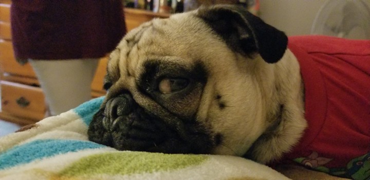pug tired
