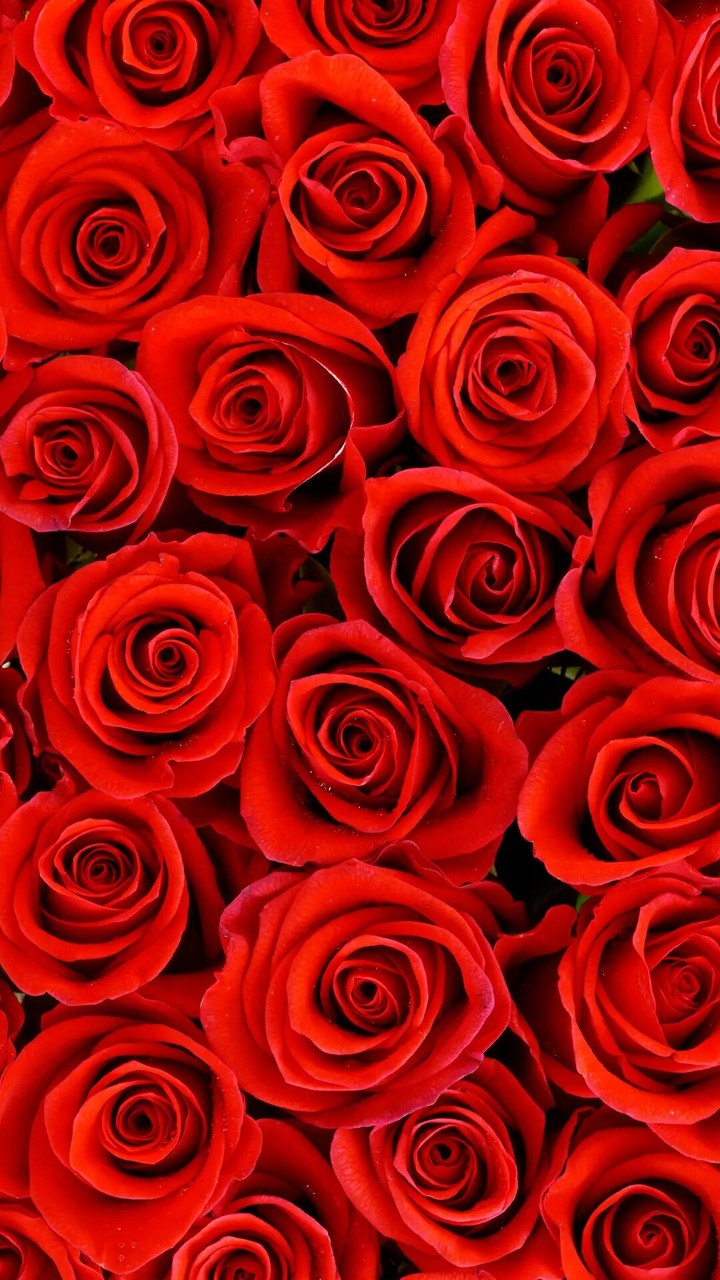 red rose
