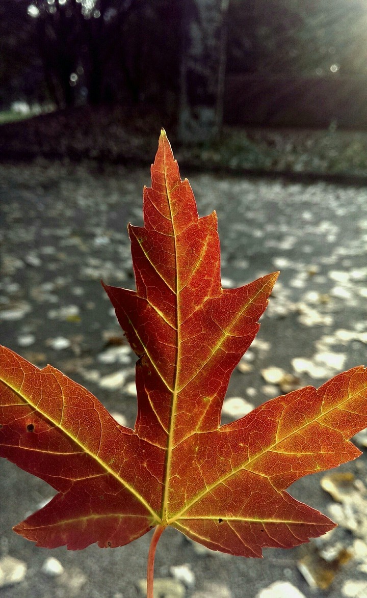 Fall