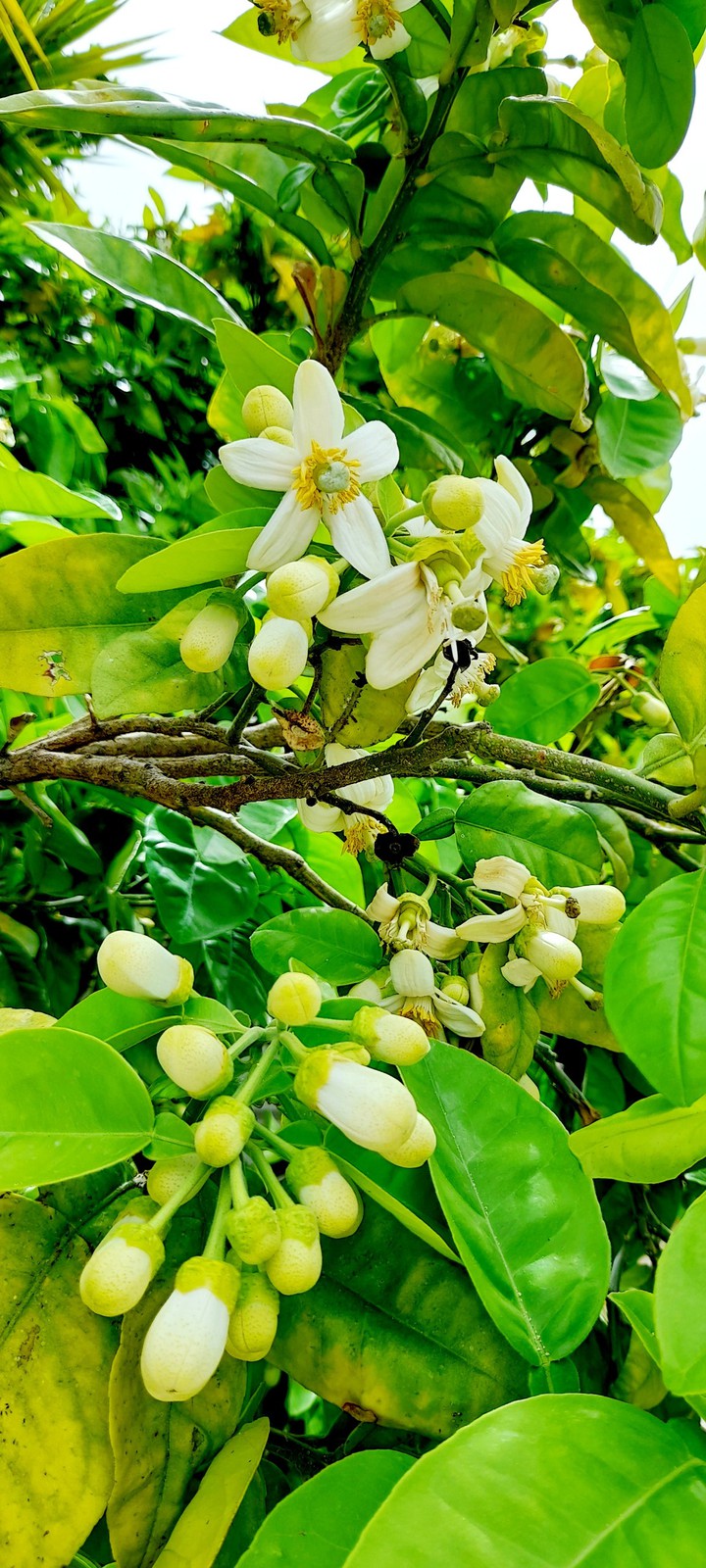 pomelo flowers