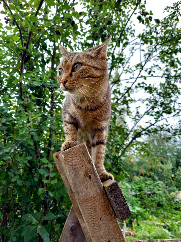 Её зовут Винтик