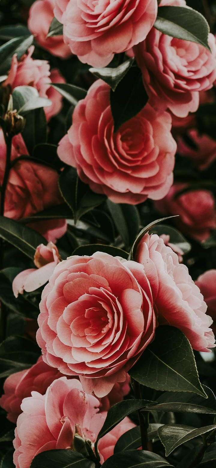 #roses