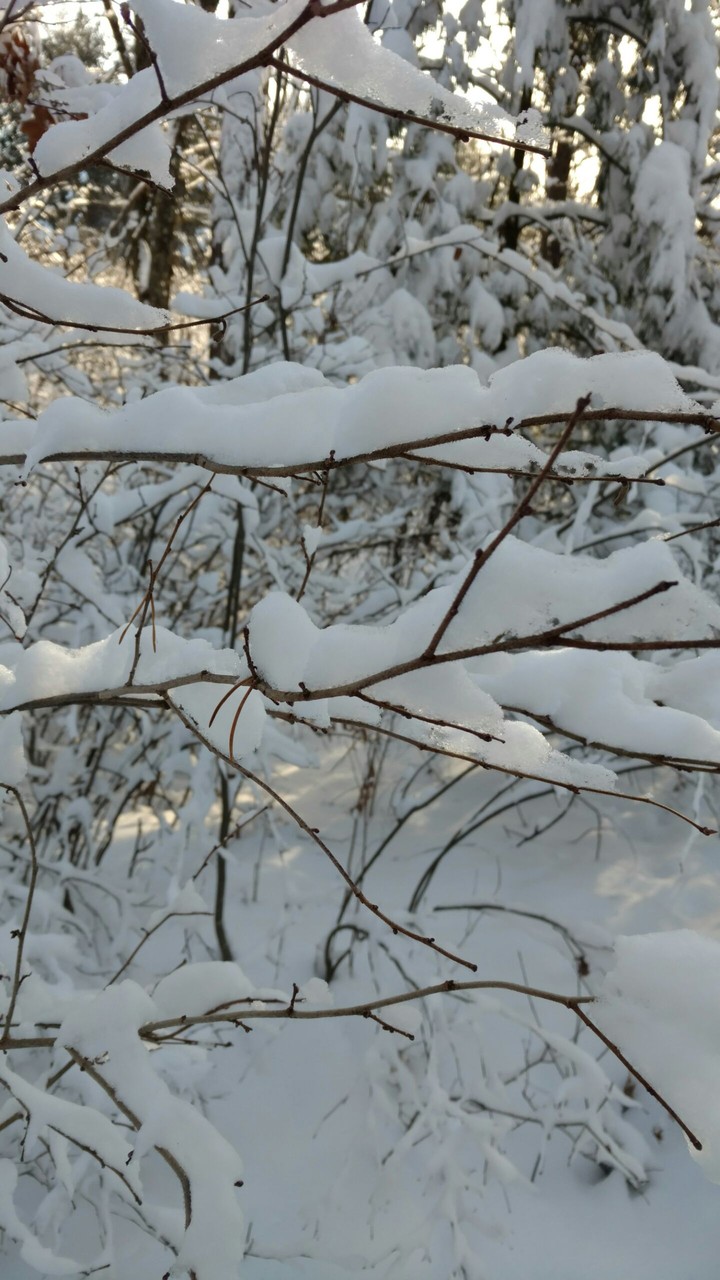 Snowy Branches