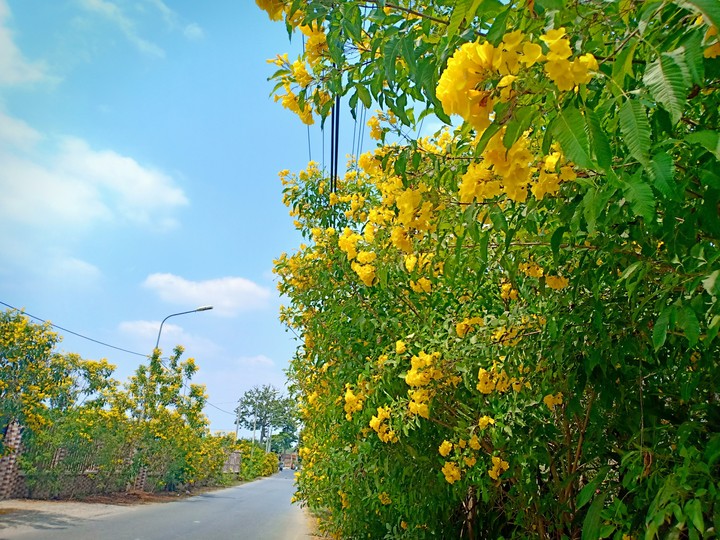 Yellow Flowers