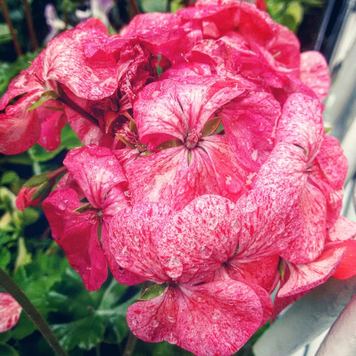 After rain