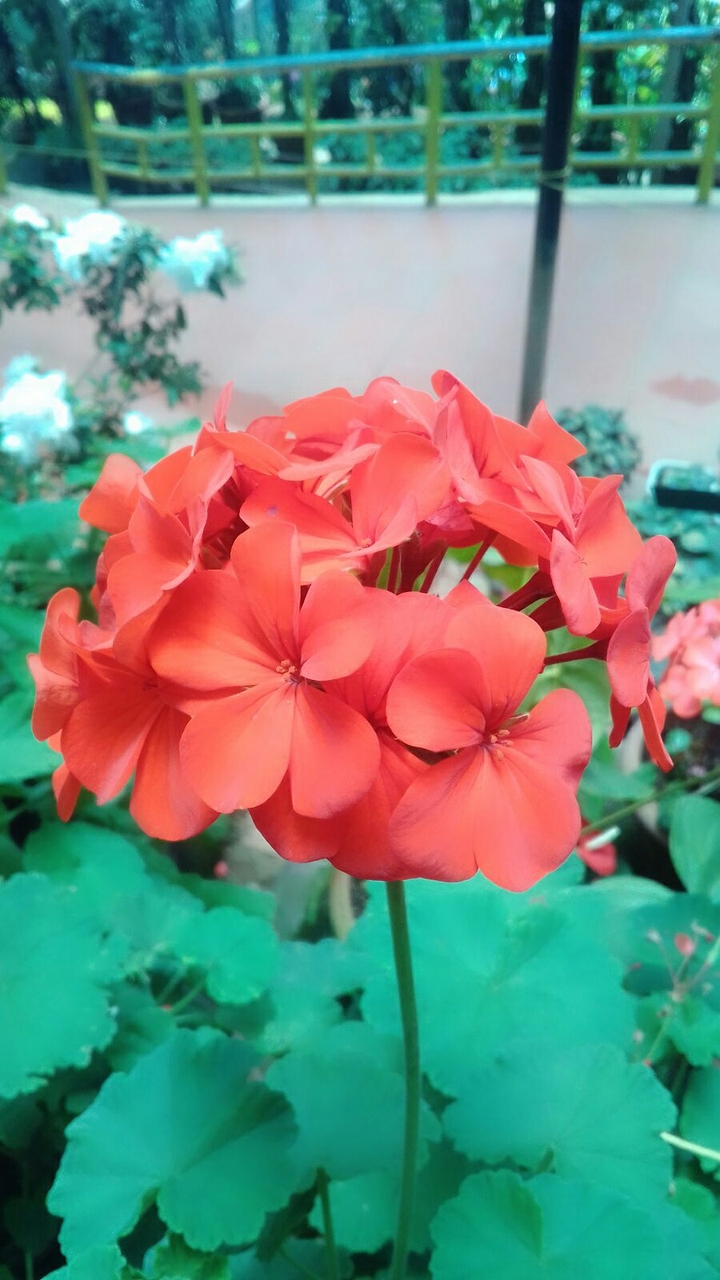 orangeeeeeee