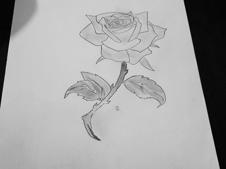 rosa